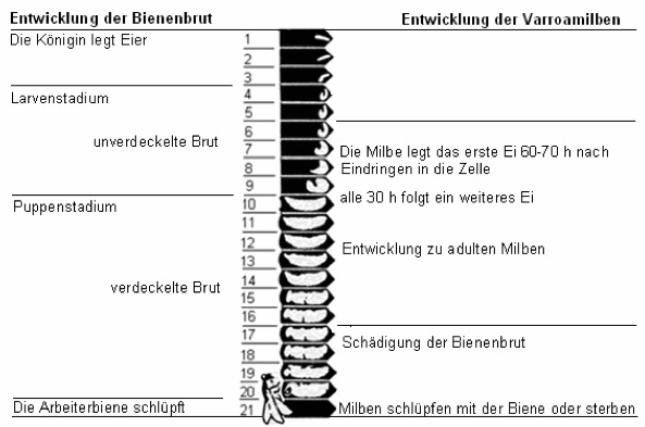 Bienenbrut- und Parasitenentwicklung Entwicklung von Wirt und Parasit nach Sanford